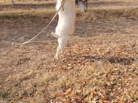 Billy Goat, Goats — photo 2