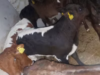 Bou, Simmental cattle — foto 1