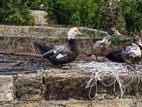 Ducks — photo 2