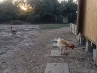 Chickens — عکس 6