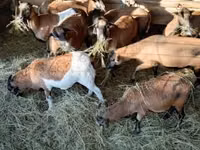 میش, گوسفند — عکس 5