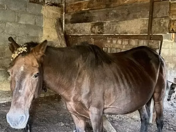 Kuda betina, Horses — Kazakhstan
