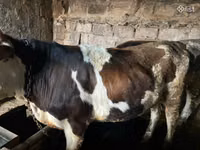 Bull, Simmental cattle — photo 4