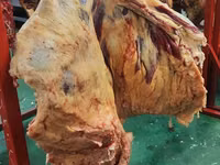 Уй эти тендер тендер для продажи мясо Говяжьи полутуши и четвертины — sawirka 1