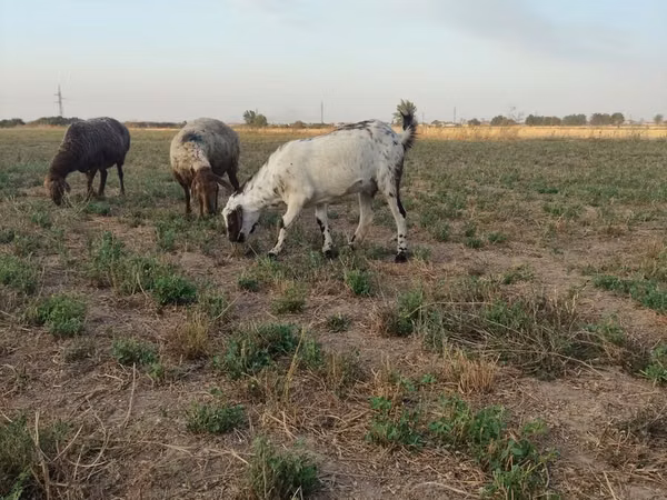 Goat, Goats — Kyrgyzstan