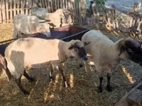 Ram, Sheep — photo 7