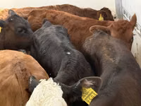 मवेशी (लॉट, लिंग निर्दिष्ट नहीं), Simmental cattle — फ़ोटो 4