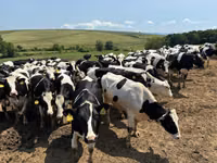Lembu betina, Holstein breed — foto 5