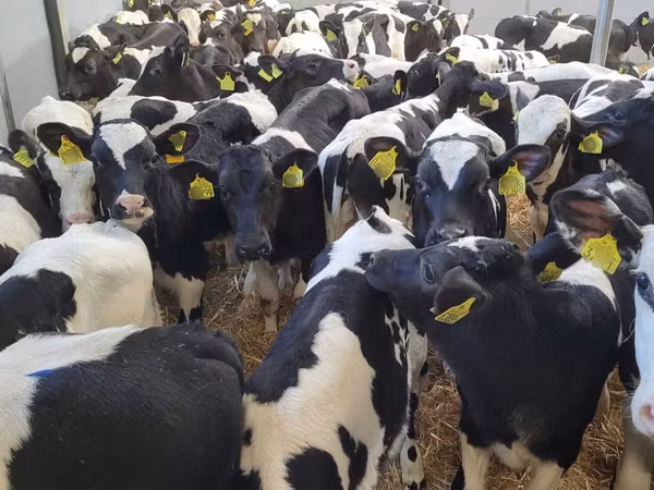 Cattle (batch, sex not specified), Holstein breed — Poland