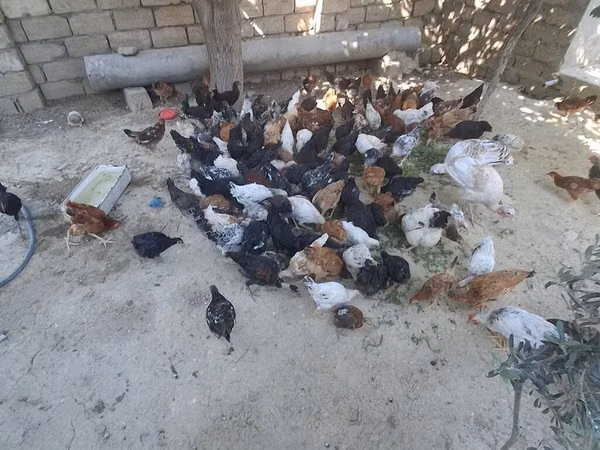 Chickens — Азербайджан