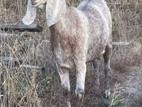 Koza, Beetal goats — foto 2