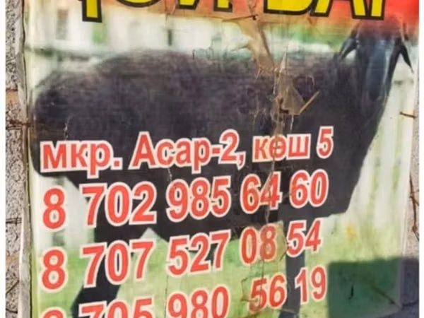 Sheep (batch, sex not specified), Sheep — Kazakhstan
