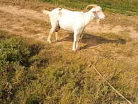 Capra, Capre — foto 2