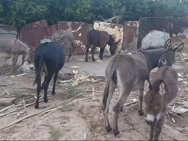 Mare, Horses — Azerbaijan