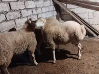 Biri-biri (lot, jantina tidak dinyatakan), Sheep — foto 3