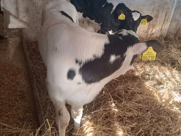 Toro, Russian Black pied cattle