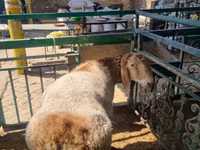 Ram, Sheep — photo 1