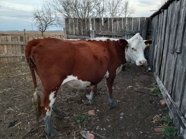 Krava, Simmental cattle — Kazachstán