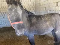 Horse (M), Horses — photo 2