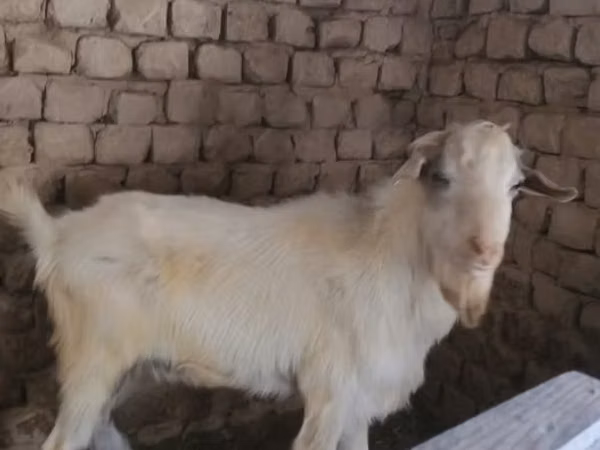 Goat, Alpine goat — Uzbekistan