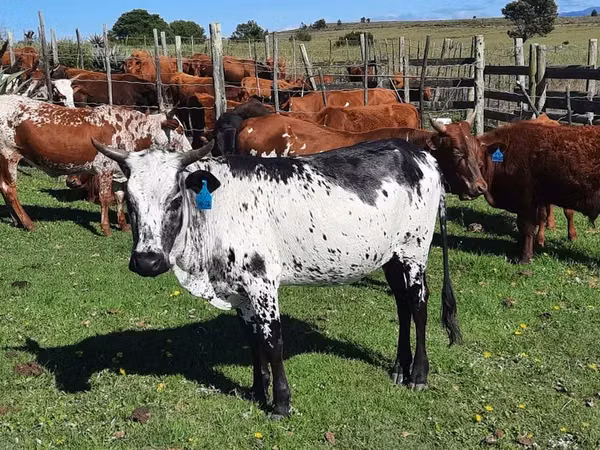 Կով, Nguni cattle