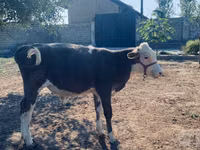 सांड, Simmental cattle — फ़ोटो 1