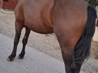 Horse (M), Horses — photo 2