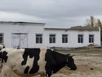 公牛, Holstein breed — 照片 8