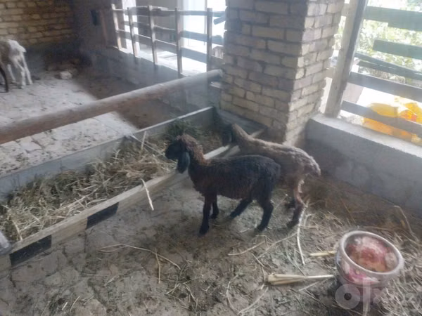 Sheep (batch, sex not specified), Sheep