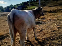 Vache, Bovins — photo 2