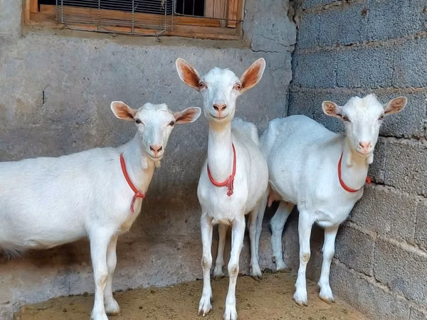 Goat, Saanen goat — Kazakhstan