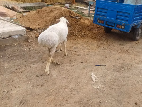 Ram, Hissar sheep — Kazakhstan