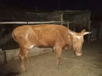 Үнээ, Latvian Blue cattle — 2 зураг