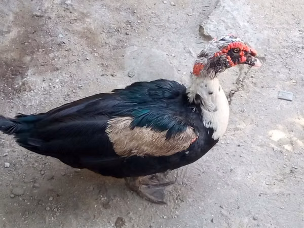 Ducks — Azerbaijan