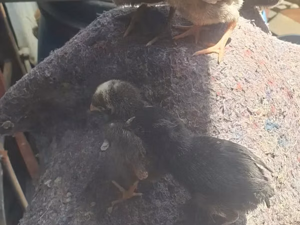 Chickens — কেনিয়া