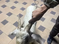 Goat, Goats — photo 3