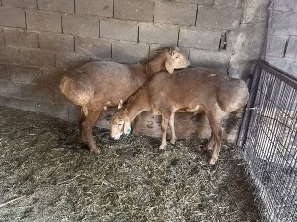 قوچ, Arashan sheep — قرقیزستان