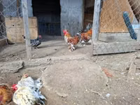 Chickens — foto 6