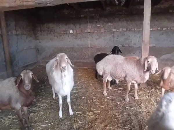 Ram, Rhon sheep — Kyrgyzstan