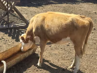 Cow, Simmental cattle — photo 2