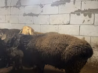 숫양, Arashan sheep — 사진 6