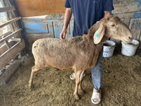 Sheep, Hissar sheep — photo 2