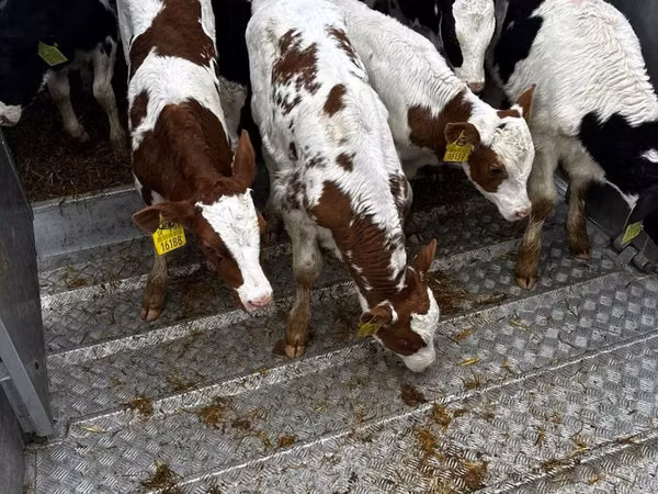 Bull, Simmental cattle