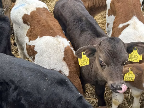 Гововмол (партия, ҷинс муайян нашудааст), Simmental cattle