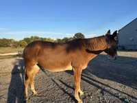 Horse (M), Mule — photo 2
