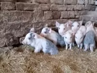 Pigs (batch, sex not specified) — photo 4