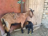 Chèvre, Alpine goat — photo 3