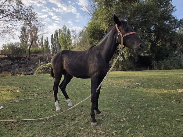 Horse (M), Friesian sport horse — Kyrgyzstan