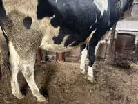 Ko, Russian Black pied cattle — foto 1