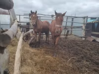 Kuda betina, Horses — foto 2